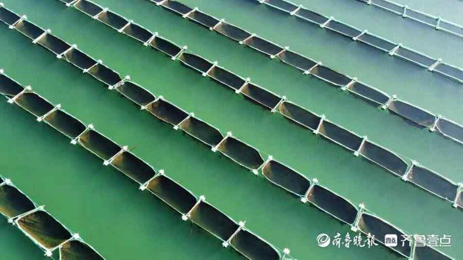 海上秋忙！威海情报员航拍荣成一海洋牧场，海参苗收获正当时