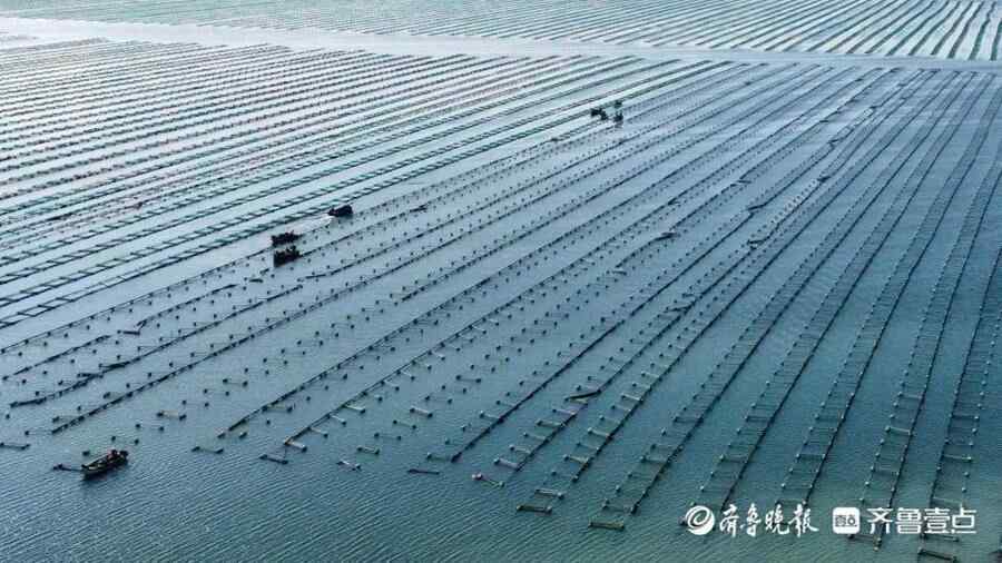 海上秋忙！威海情报员航拍荣成一海洋牧场，海参苗收获正当时