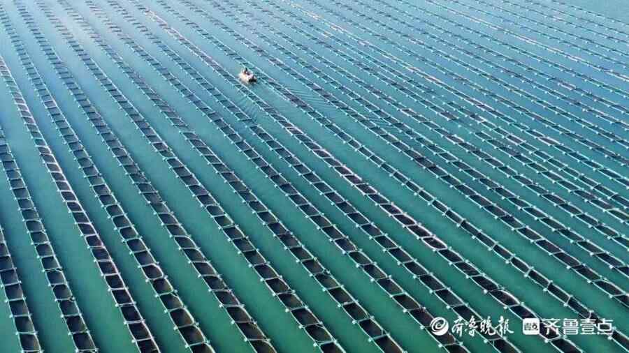 海上秋忙！威海情报员航拍荣成一海洋牧场，海参苗收获正当时
