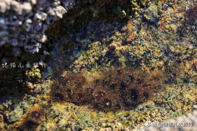威海环海路起点有一秘境，海滩竟然有天然水族馆，可惜不能带回家