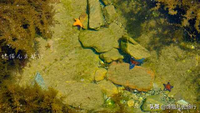威海环海路起点有一秘境，海滩竟然有天然水族馆，可惜不能带回家