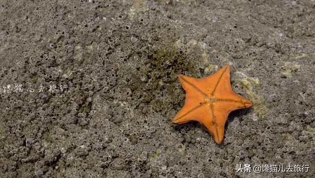 威海环海路起点有一秘境，海滩竟然有天然水族馆，可惜不能带回家