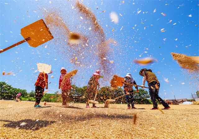 风吹麦香飘，荣成“三夏”麦收忙