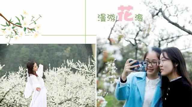 你的诗和远方，在我家丨威海文登这片梨花啊