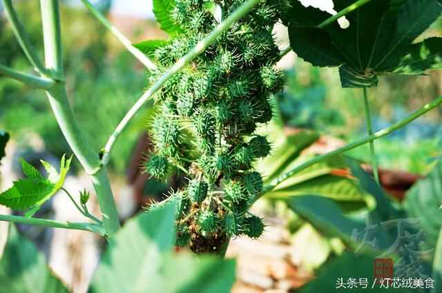 威海 文登，记忆中清亮的小河，记忆中秋收的故乡