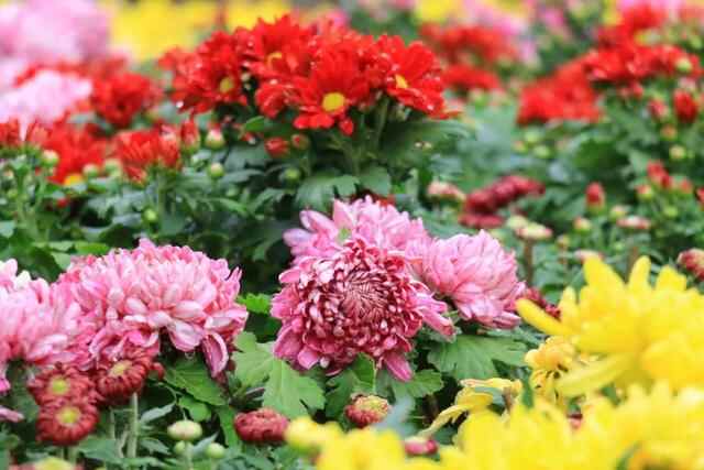 五莲县：繁花似锦扮山城赏心乐事迎国庆