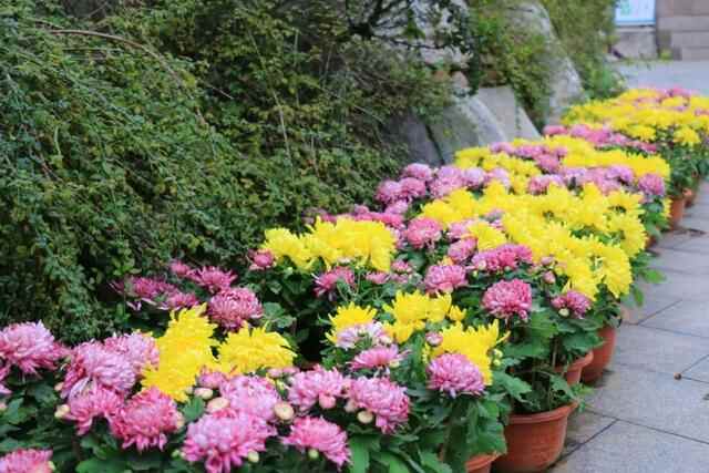 五莲县：繁花似锦扮山城赏心乐事迎国庆
