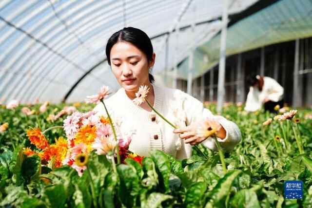 山东莒县：鲜切花铺就乡村振兴路