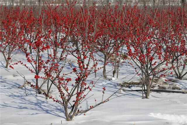 日照市五莲县：有一种美，踏雪而来