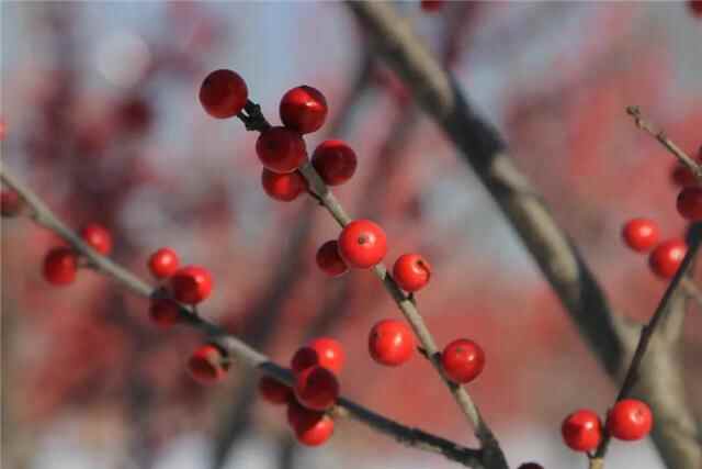 日照市五莲县：有一种美，踏雪而来