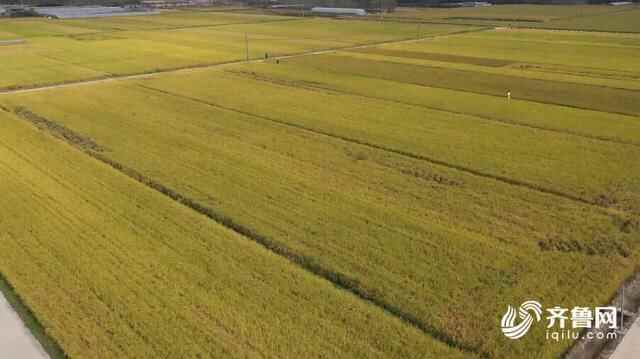 日照市岚山区8500多亩水稻迎来收获期