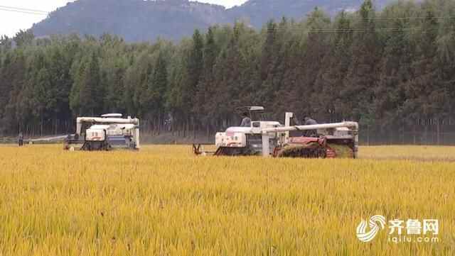日照市岚山区8500多亩水稻迎来收获期