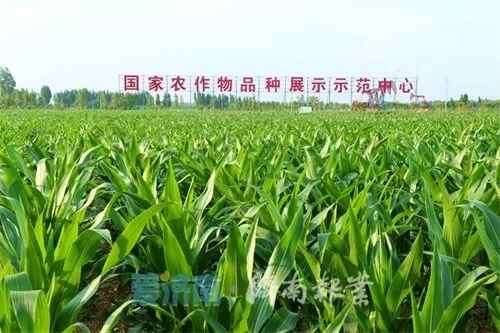 【头条】爱济南客户端系列报道——综合考核背后的商河底气之二： 精彩嬗变，广袤田...