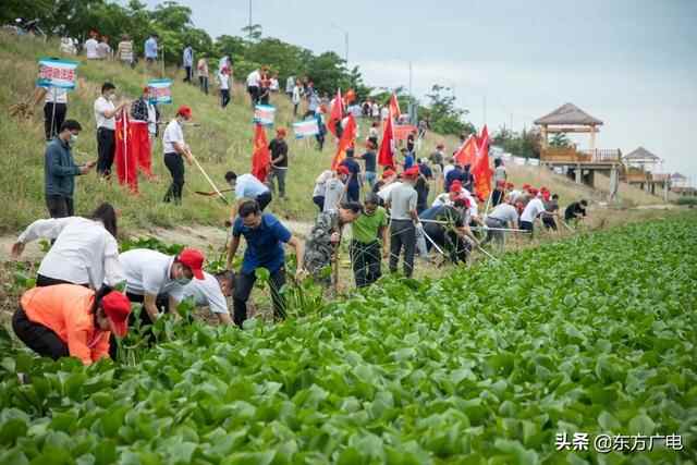 东方市启动2022年水浮莲清理“百日大战”攻坚行动 助力打赢“六水共治”攻坚战 努力建...
