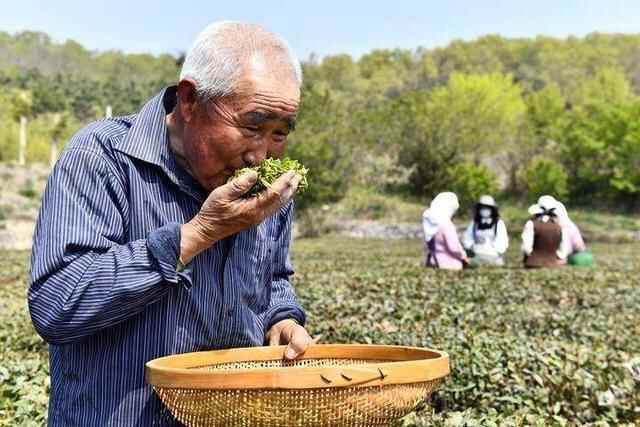 日照：南茶北引六十载富农兴村