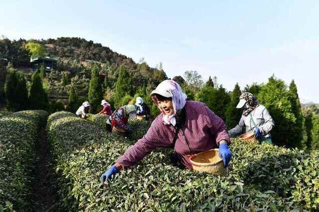 日照：南茶北引六十载富农兴村