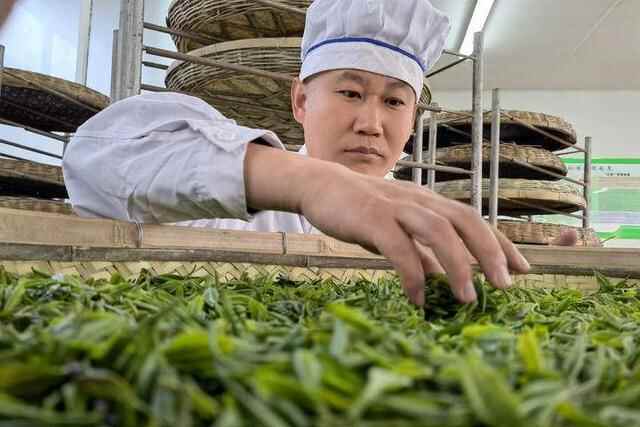 日照：南茶北引六十载富农兴村