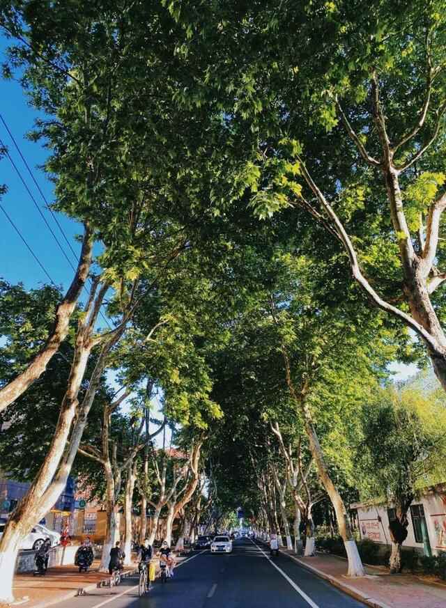 来日照市东港区石臼街道，邂逅醉美“梧桐大道”