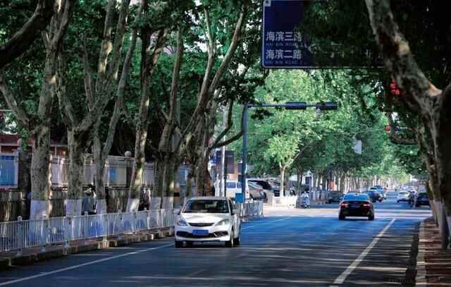 来日照市东港区石臼街道，邂逅醉美“梧桐大道”