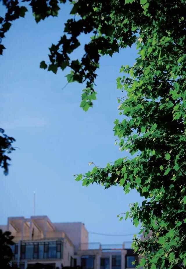 来日照市东港区石臼街道，邂逅醉美“梧桐大道”