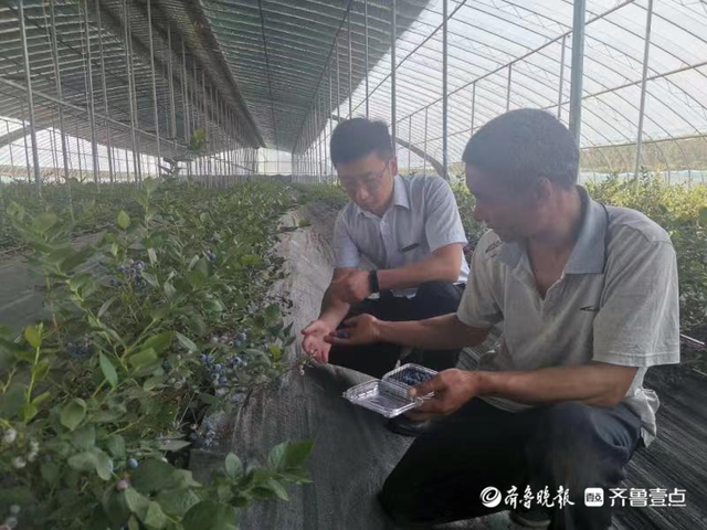 莒县农商银行：金融活水助力家庭农场焕新颜