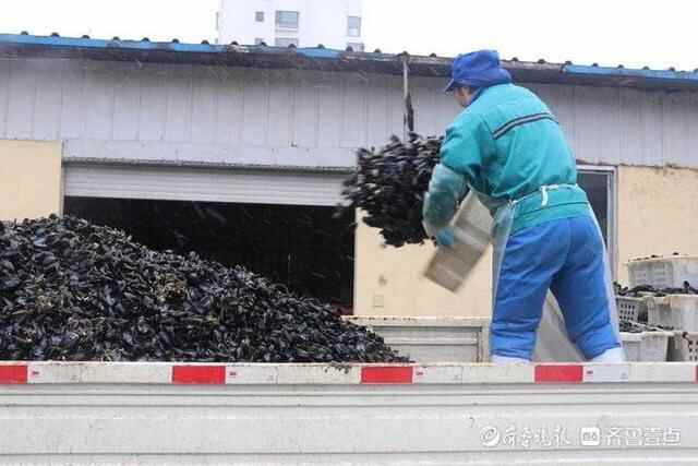 岚山海虹：春日鲜美正当时