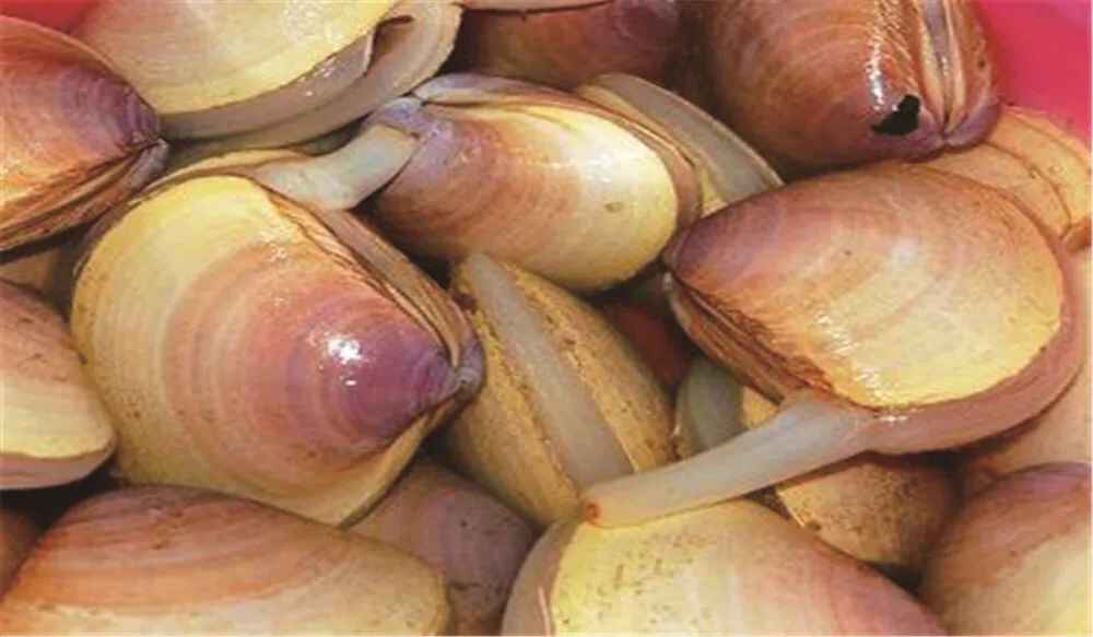 解馋鲜活好滋味，这些地道日照美食，你吃过吗？