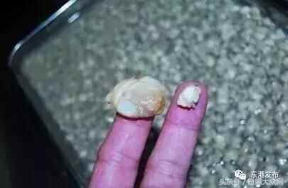 寻味东港：难忘涛雒的两碗面！