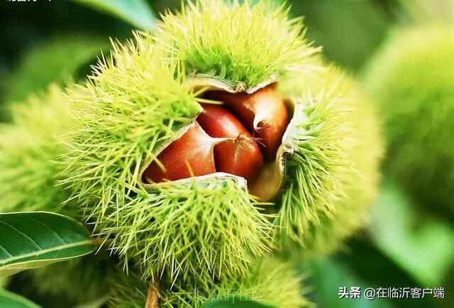 临沂秋果采摘地图来啦！苹果、板栗、柿子……都熟了，快去采摘尝鲜吧