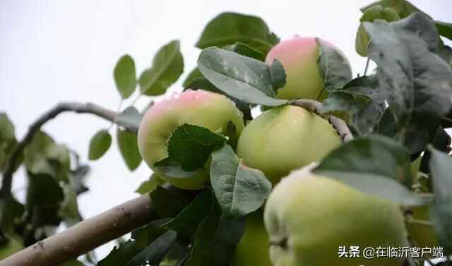 临沂秋果采摘地图来啦！苹果、板栗、柿子……都熟了，快去采摘尝鲜吧