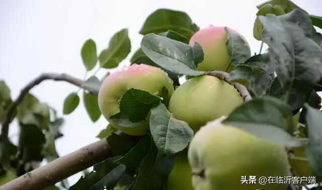 临沂秋果采摘地图来啦！苹果、板栗、柿子……都熟了，快去采摘尝鲜吧