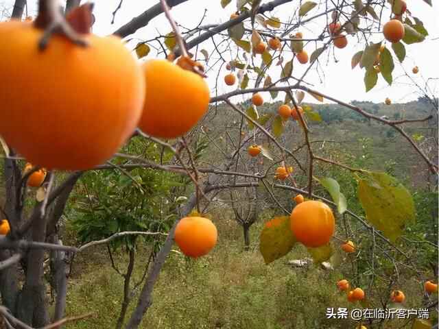 临沂秋果采摘地图来啦！苹果、板栗、柿子……都熟了，快去采摘尝鲜吧