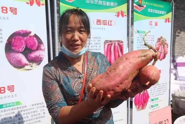 临沭丰收节现场，地瓜成了名副其实的“大主角”