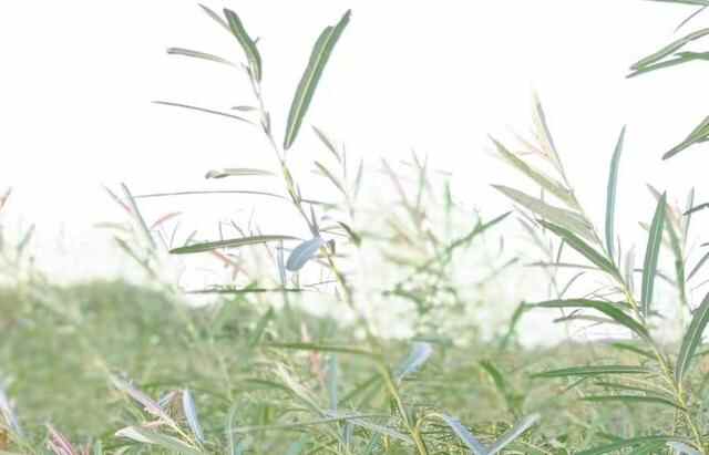 国庆长假第6天，朱村旅游“红”似火、临沭柳编气如虹