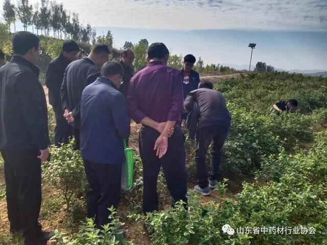 山东省中药材行业协会中药材溯源系统培训班在平邑召开