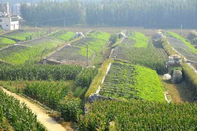 齐鲁大地之临沂（人口分布情况）：兰山区184万人，兰陵县110万人