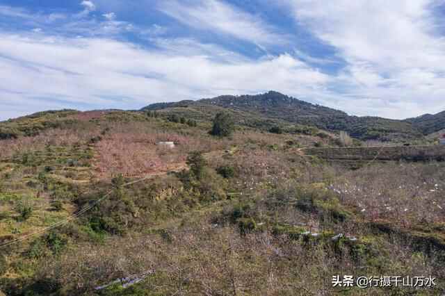 金秋时节，蒙阴苹果迎来收获季节，果树枝头挂满红彤彤的苹果