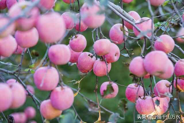 金秋时节，蒙阴苹果迎来收获季节，果树枝头挂满红彤彤的苹果