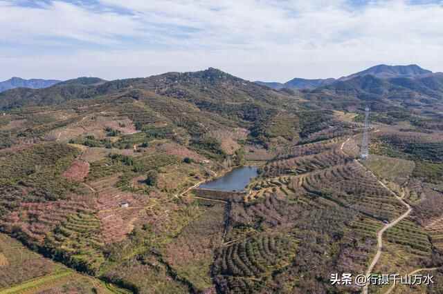 金秋时节，蒙阴苹果迎来收获季节，果树枝头挂满红彤彤的苹果