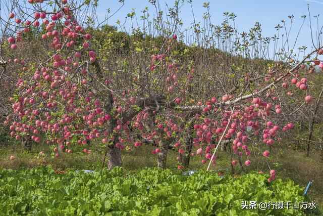 金秋时节，蒙阴苹果迎来收获季节，果树枝头挂满红彤彤的苹果