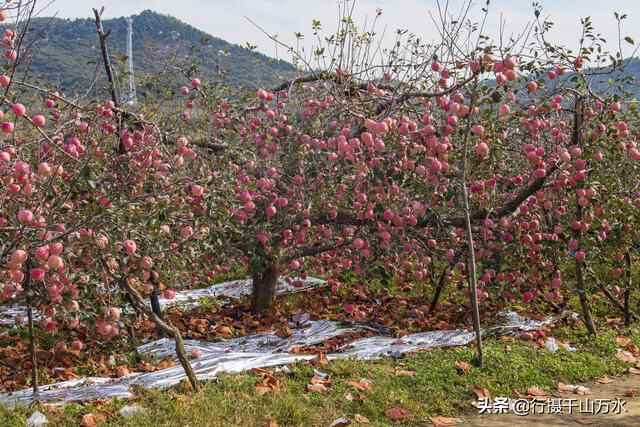 金秋时节，蒙阴苹果迎来收获季节，果树枝头挂满红彤彤的苹果