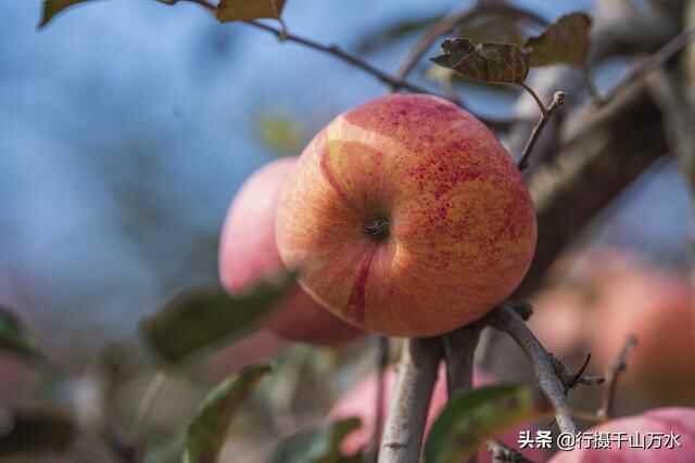 金秋时节，蒙阴苹果迎来收获季节，果树枝头挂满红彤彤的苹果