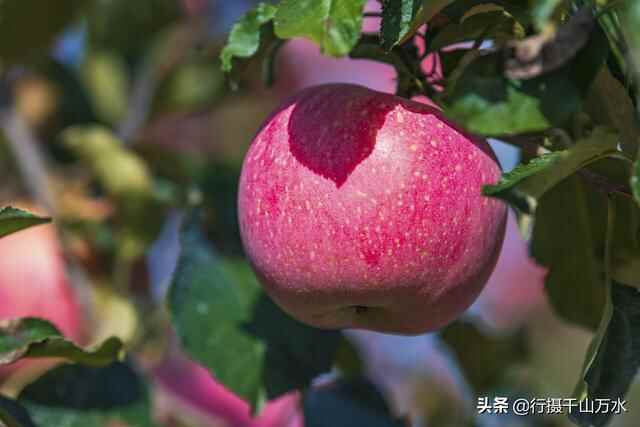 金秋时节，蒙阴苹果迎来收获季节，果树枝头挂满红彤彤的苹果