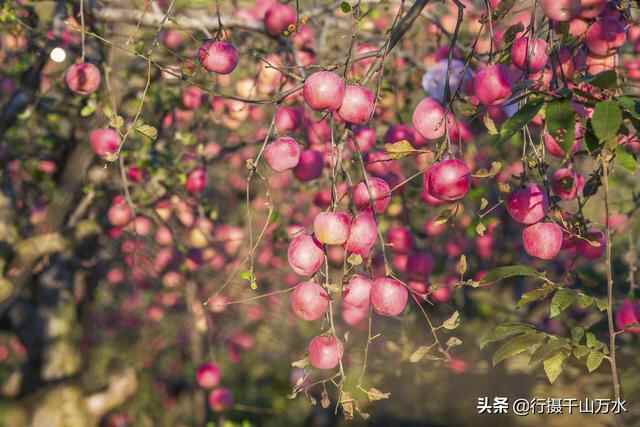 金秋时节，蒙阴苹果迎来收获季节，果树枝头挂满红彤彤的苹果