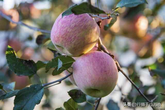 金秋时节，蒙阴苹果迎来收获季节，果树枝头挂满红彤彤的苹果