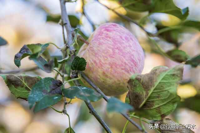 金秋时节，蒙阴苹果迎来收获季节，果树枝头挂满红彤彤的苹果