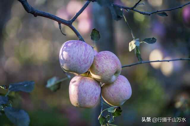 金秋时节，蒙阴苹果迎来收获季节，果树枝头挂满红彤彤的苹果
