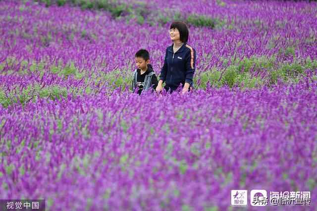 山东沂南：秋日花海醉游人