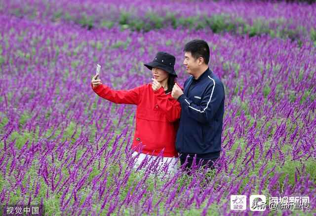 山东沂南：秋日花海醉游人