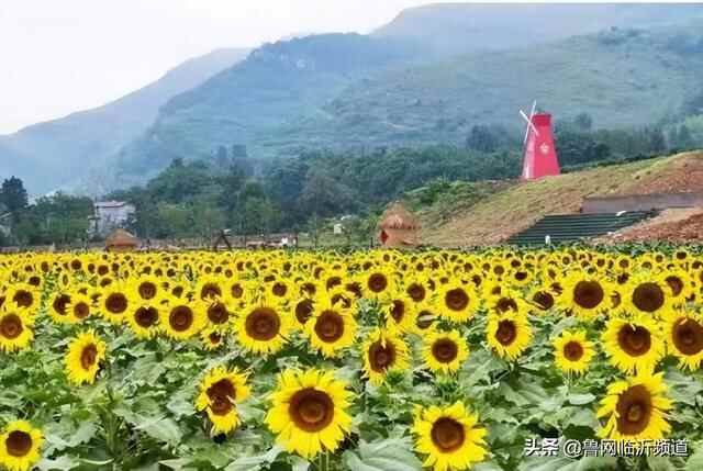 观沂｜让绿水青山真正变成金山银山的蒙阴方法